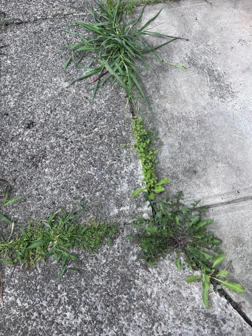 Spray day — Curb & Pavement Edges